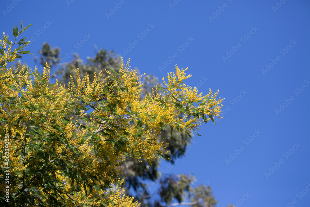 yellow splendid mimosa on tree close-up, selective focus. spring background of white acacia flowers yellow splendid mimosa on tree close-up, selective focus. spring background of white acacia flowers