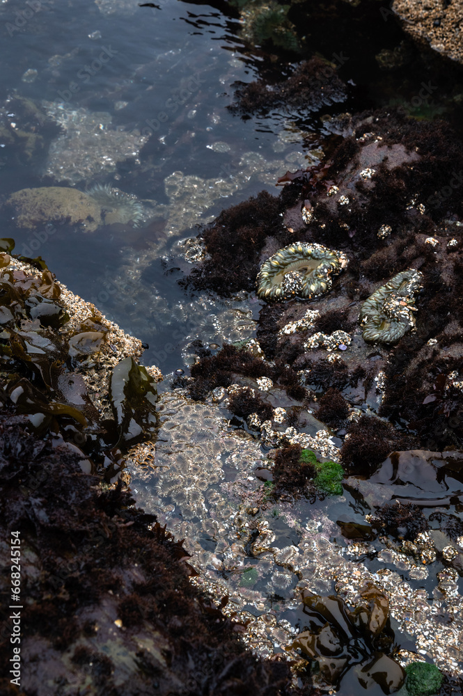 A tide pool with green aggregating anemones A tide pool with green aggregating anemones