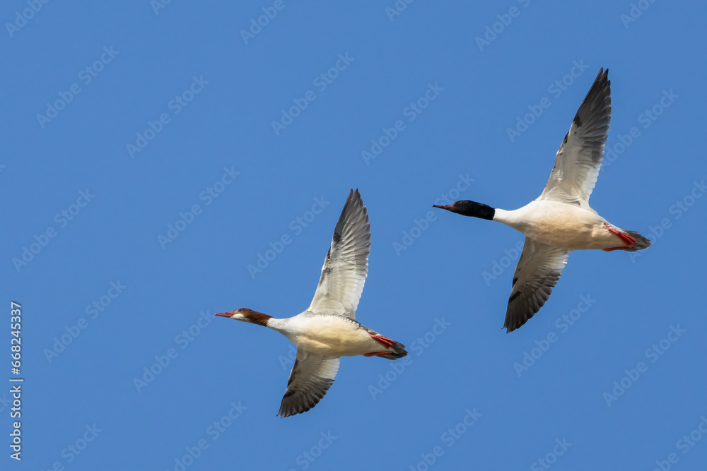 Obraz premium Common Merganser 