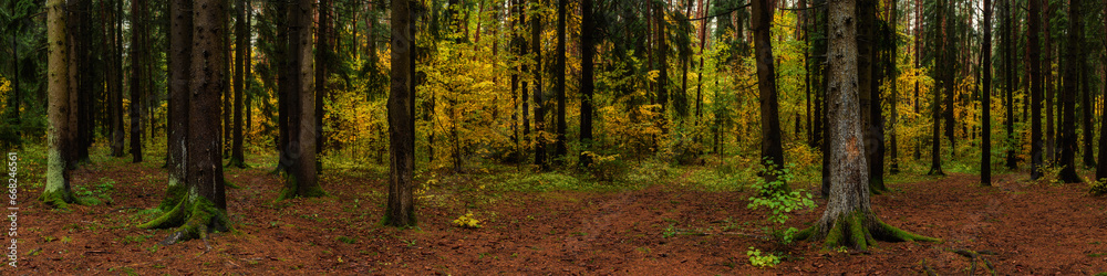 autumn mixed forest with old pine trees with mossy roots in a clearing covered with fallen needles in the foreground and yellow foliage of young trees in the background. widescreen panorama 20x5