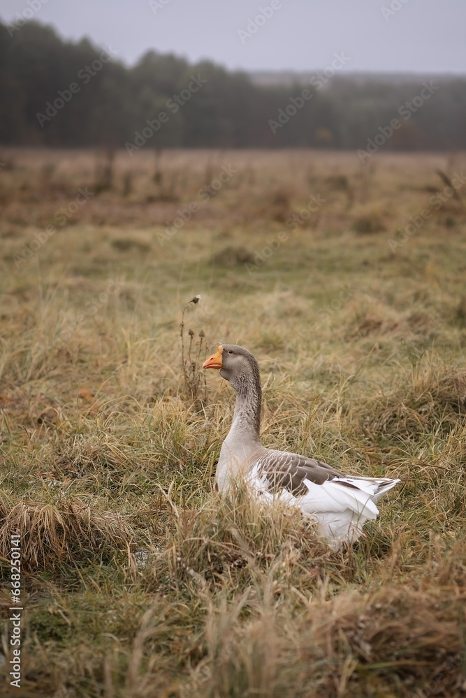 Photo of a domestic goose in a meadow. Photo of a domestic goose in a meadow.