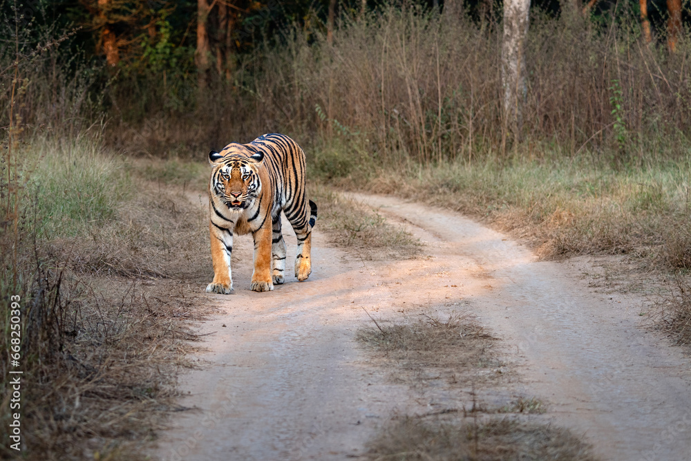 Fototapeta premium A royal Bengal tiger on a dirt road in the jungle in Chitwan National Park in Nepal.