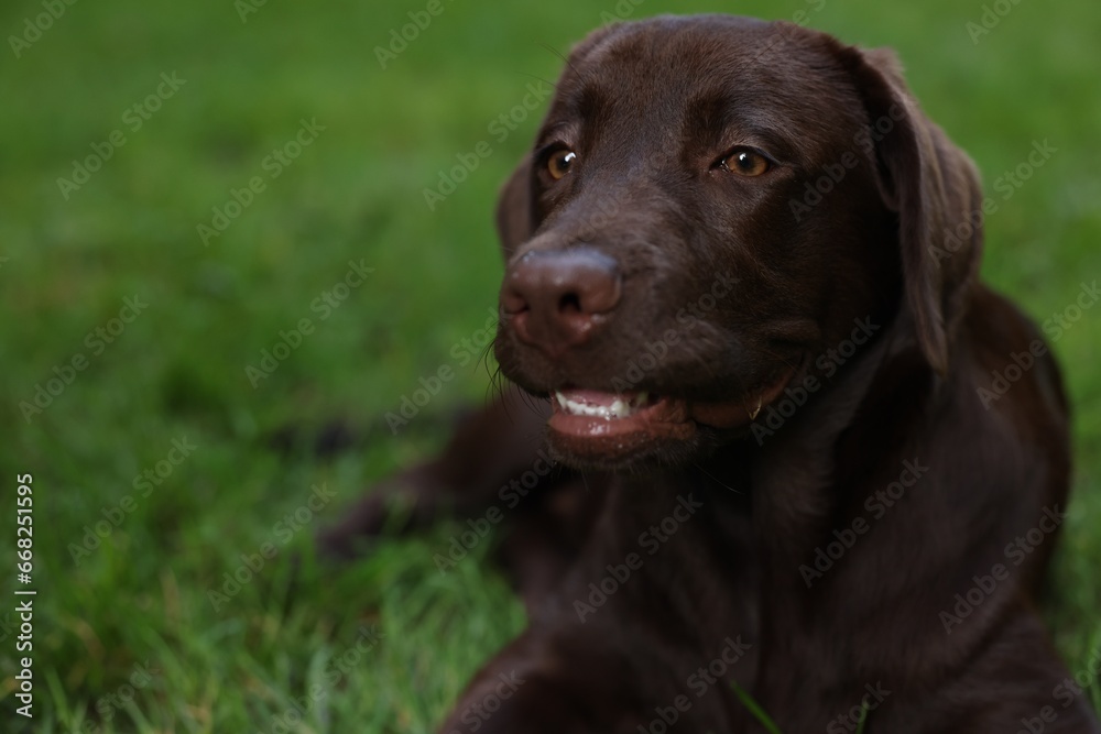 Adorable Labrador Retriever dog lying on green grass in park, closeup. Space for text