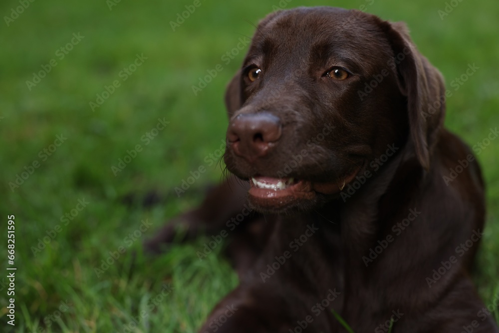 Adorable Labrador Retriever dog lying on green grass in park, closeup. Space for text Adorable Labrador Retriever dog lying on green grass in park, closeup. Space for text