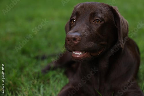 Adorable Labrador Retriever dog lying on green grass in park, closeup. Space for text