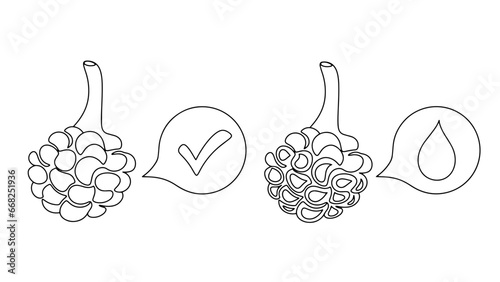 Alveoli. Liquid. One line