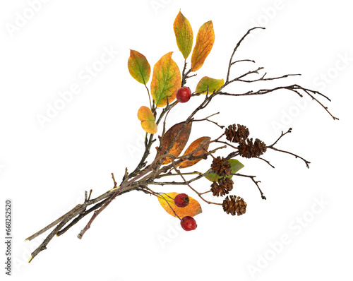 Dry twigs with alder cones,...