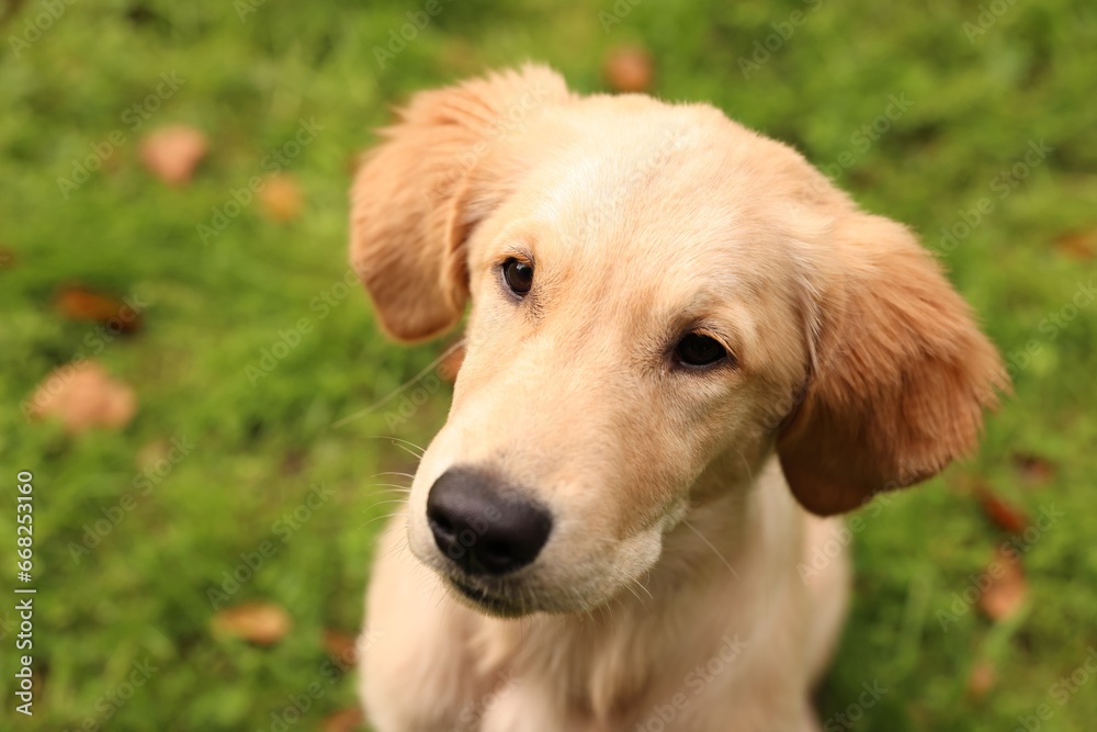 Cute Labrador Retriever puppy in park, closeup Cute Labrador Retriever puppy in park, closeup