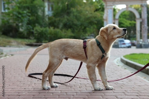 Cute Labrador Retriever puppy on leash in park