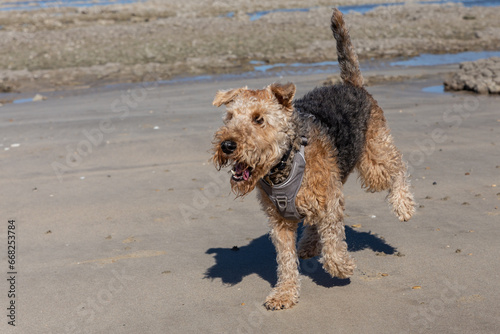 Fotografie airedale terrier