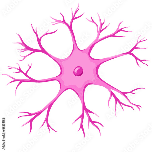 Astrocyte structure Nerve cell, supporting cells or glial cells in the central nervous system. It functions to control the amount and type of various substances that pass into and out of nerve cells. photo
