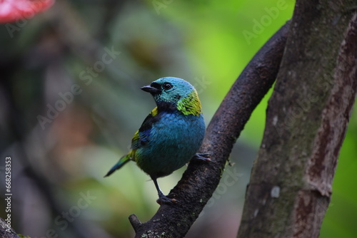 Ave muy colorida posada sobre una rama mostrando su cara de perfil. Saíra Arcoiris, Tangara seledon.