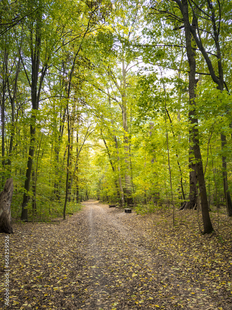 Poland, Warsaw. Footpath in Las Bielański Nature Reserve during autumn day. Poland, Warsaw. Footpath in Las Bielański Nature Reserve during autumn day.