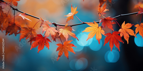 closeup colorful autumn bright autumn leaf  beautiful serene scenery  copy space for greeting card