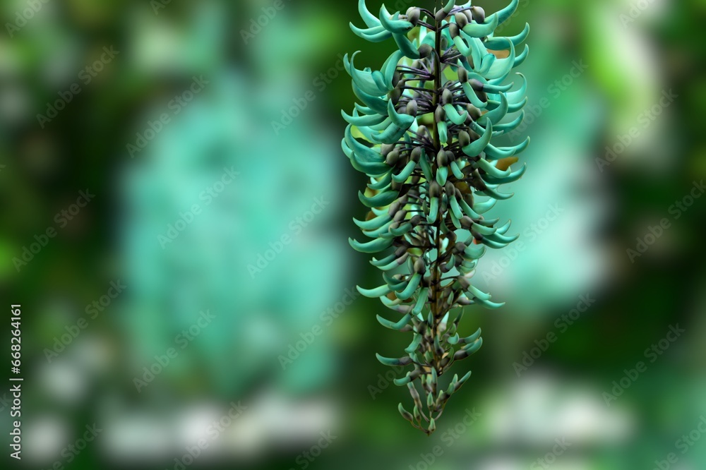 Obraz na płótnie Jade vine or Emerald vine flower blooming. Strongylodon macrobotrys. The turquoise flowers of strongylodon macrobotrys, also known as jade vine, emerald  or turquoise jade vine, lying on the ground w salonie