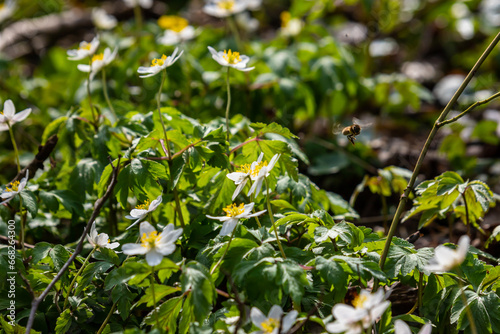 The many white wild flowers in spring forest. Blossom beauty, nature, natural. Sunny summer day, green grass in park. Anemonoides nemorosa