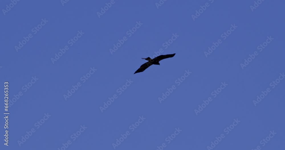 Common Kestrel in Action: Aerial Hunt with Prey in Its Claws Common Kestrel in Action: Aerial Hunt with Prey in Its Claws