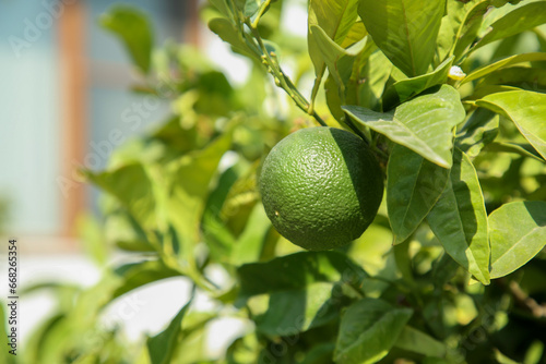 Unripe green tangerine growing on tree outdoors, closeup with space for text. Citrus fruit