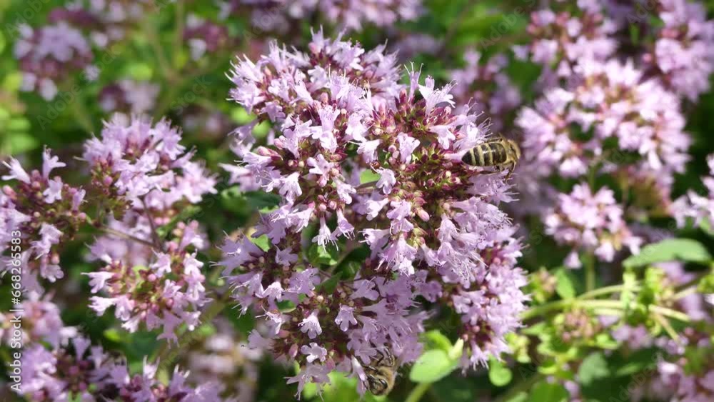 Pink flowers of herb Oregano, Origanum vulgare and bees on summer sunny warm day - real time, close-up shots. Topics: beauty of nature, blooming, season, pollination, natural environment, fauna, flora Pink flowers of herb Oregano, Origanum vulgare and bees on summer sunny warm day - real time, close-up shots. Topics: beauty of nature, blooming, season, pollination, natural environment, fauna, flora