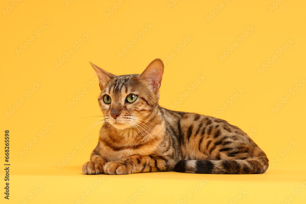 Cute Bengal cat on orange background. Adorable pet Cute Bengal cat on orange background. Adorable pet