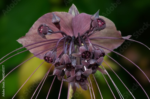 Tacca chantrieri (Bat flower, Black lily).Nearly black bloom of a bat flower Tacca chantrieri showing open and faded flowers and long whisker-like bracteoles