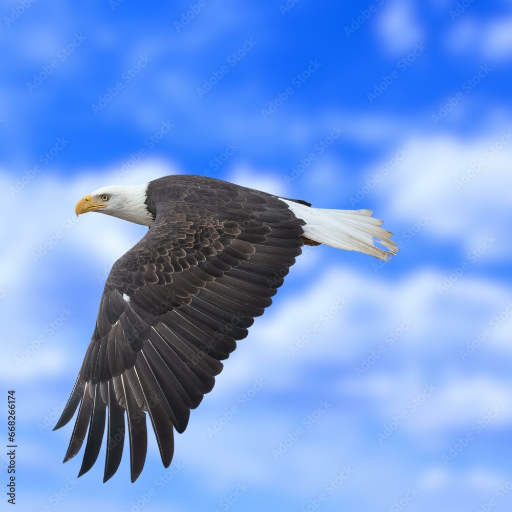 Naklejka premium Bald Eagle Flying Photo