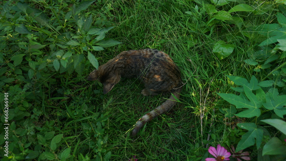 A Small Kitten in the Sunlit Grass.