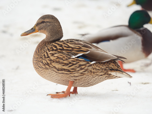 Mallard duck in winter coat /female/ - Anas platyrhynchos
