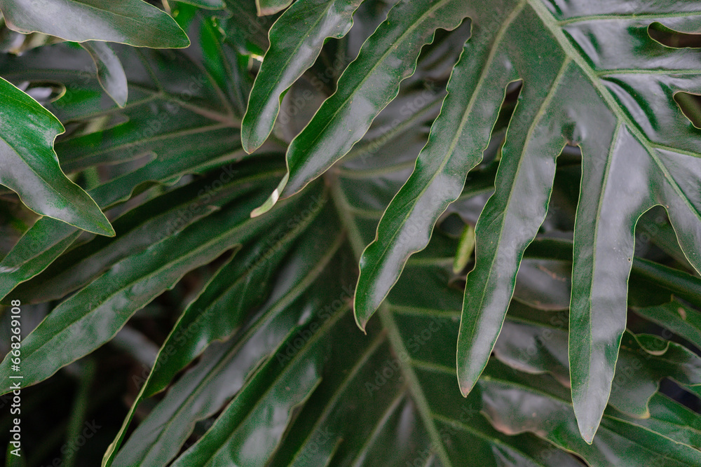 Naklejka premium green leaves background