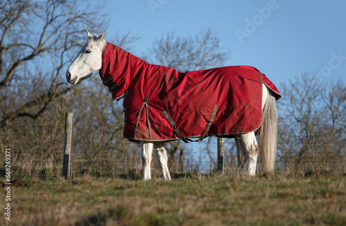 A white horse wearing a red turnout rug standing in a field on bright winter day. 