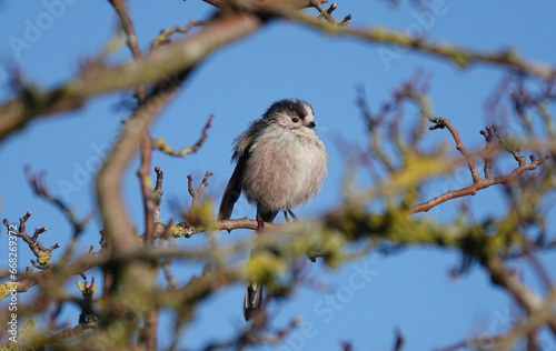 A selective focus shot of a long tailed tit perching in the branches of a tree against a blue sky background. 