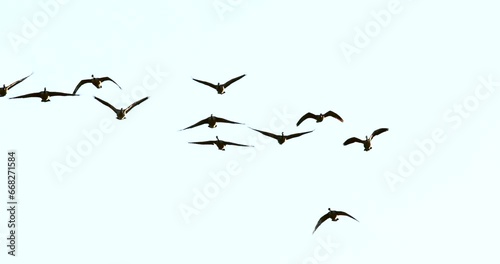 Amazingly beautiful, graceful, slow motion flying geese migrating in Fall, spectacular wildlife footage. photo