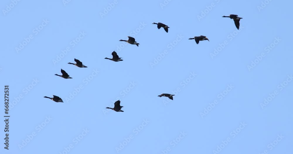 Amazingly beautiful, graceful, slow motion flying geese migrating in Fall, spectacular wildlife footage. Amazingly beautiful, graceful, slow motion flying geese migrating in Fall, spectacular wildlife footage.