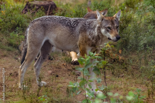 Wolf female attentively in a Swedish forest