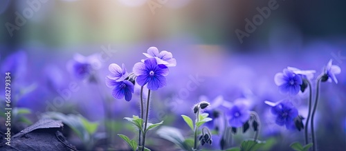 Merremia hederacea flower in photo at sunset with back to the sun and blurred background photo