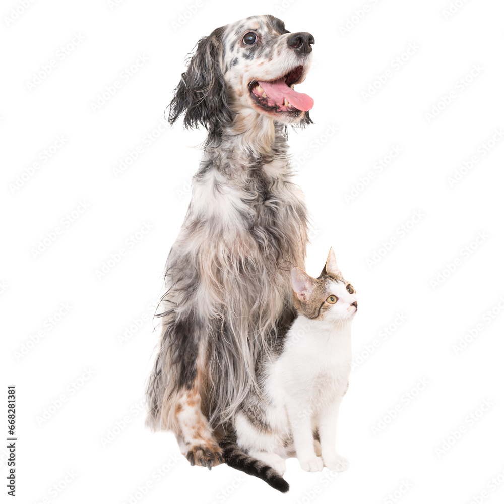 Dog english setter and domestic cat, animals, pets in PNG isolated on transparent background