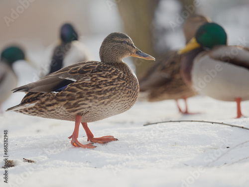 Mallard duck in winter coat -famale - Anas platyrhynchos © Waldek Pietrzak