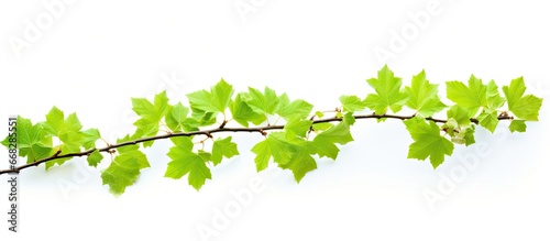 Stock photo of a budding maple tree branch in spring