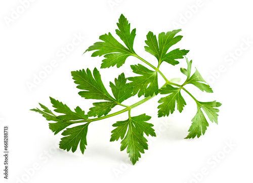 Green leaves of parsley