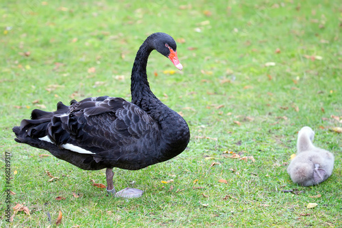 Black swan in a clearing