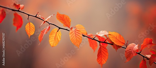 Vibrant autumn tones found in the environment