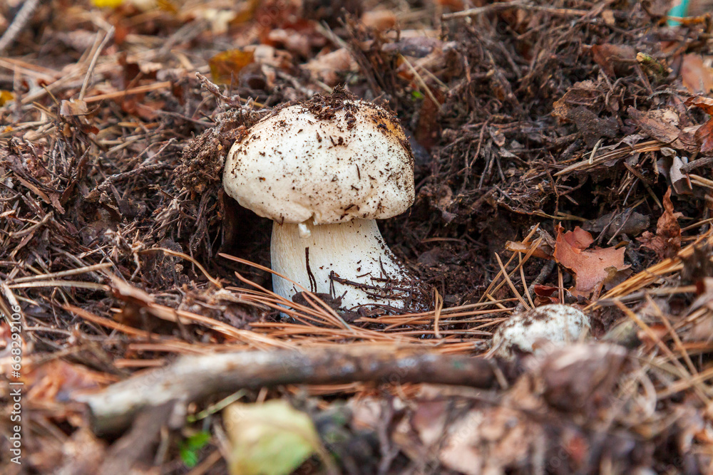 Cep mushroom among pine needles. Beautiful fresh edible mushroom in the autumn pine forest. Porcini or cep. Penny Buns. Boletus edulis. Cep mushroom among pine needles. Beautiful fresh edible mushroom in the autumn pine forest. Porcini or cep. Penny Buns. Boletus edulis.