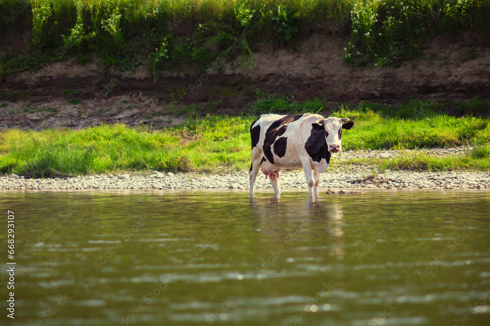Cow grazes on bank of beautiful river Cow grazes on bank of beautiful river
