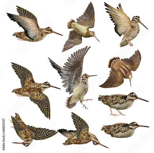 bécasse , mouvement, gibier, chasse, chien, oiseau, volant, vol, ciel, ailes, faune, nature, animal, sauvage, ailes, bleu, bec, 