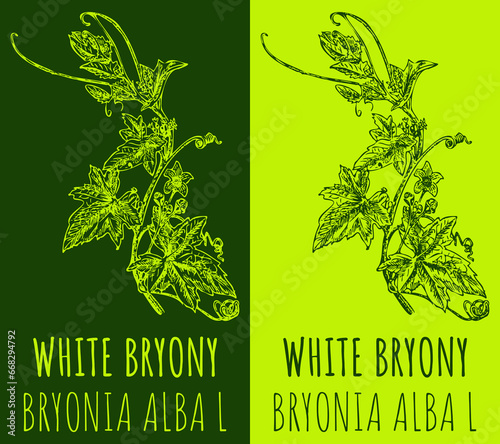 Vector drawings WHITE BRYONY. Hand drawn illustration. Latin name BRYONIA ALBA L.