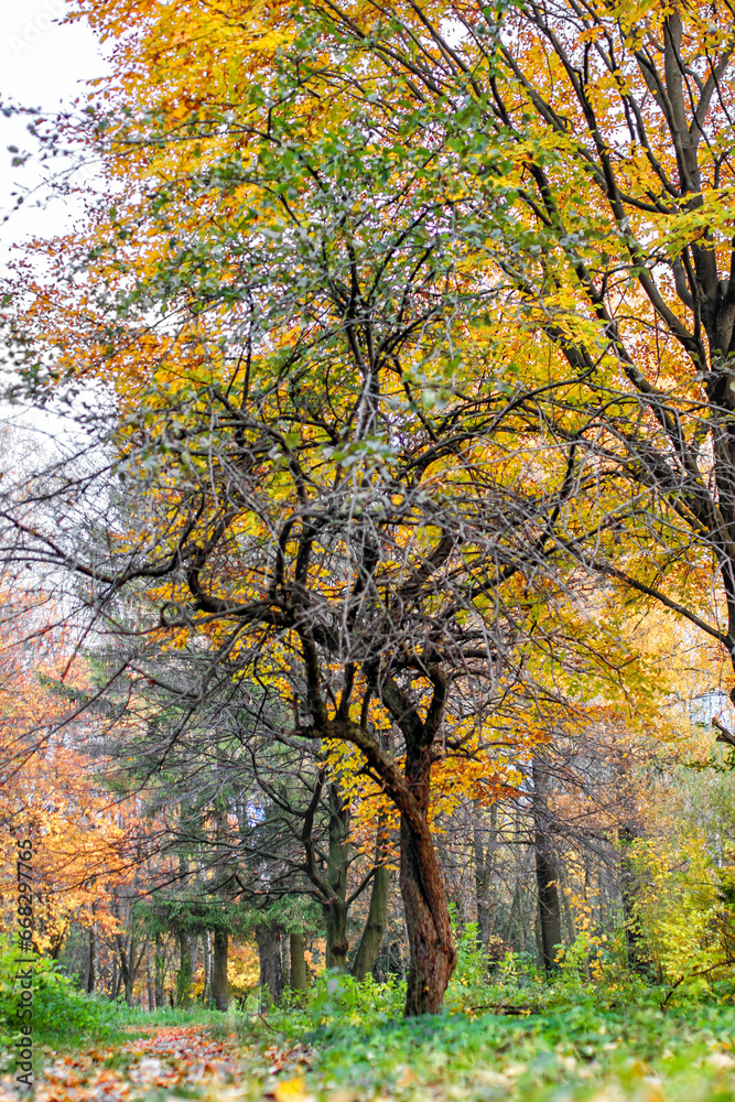 Naklejka premium autumn trees in the park
