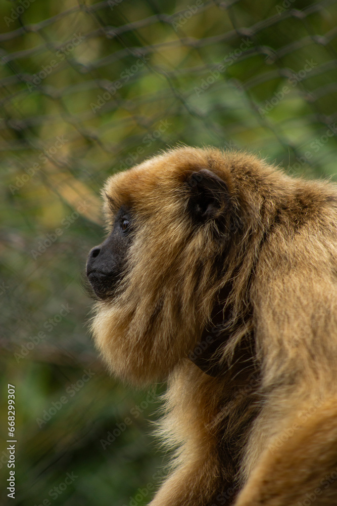 gorila no zoológico gorila no zoológico