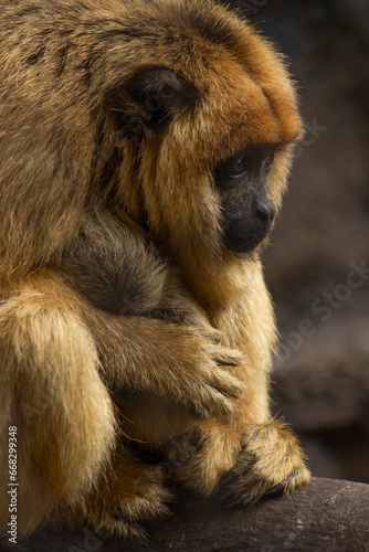 gorila com filhote no zoológico
