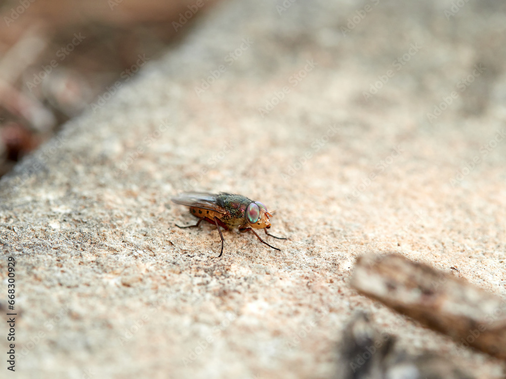 Fly with shiny eyes. Rhiniidae family. One of flies in the order Diptera, and formerly included in the Calliphoridae Fly with shiny eyes. Rhiniidae family. One of flies in the order Diptera, and formerly included in the Calliphoridae