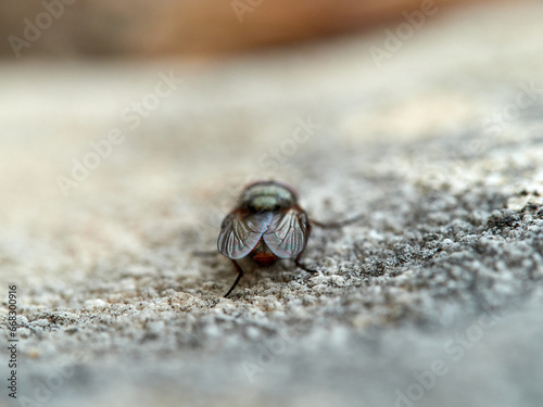 Fly with shiny eyes. Rhiniidae family. One of flies in the order Diptera, and formerly included in the Calliphoridae